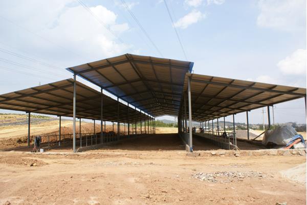 規(guī)模養(yǎng)牛場有什么建設(shè)標(biāo)準(zhǔn)？牛舍怎么建設(shè)？