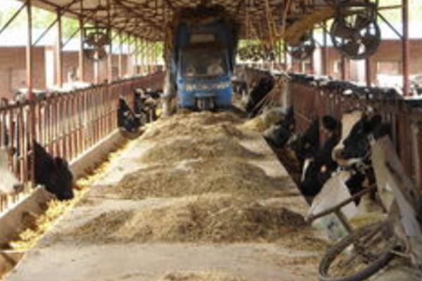 規(guī)模養(yǎng)牛場有什么建設(shè)標(biāo)準(zhǔn)？牛舍怎么建設(shè)？