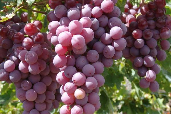 葡萄種植施肥時間和方法