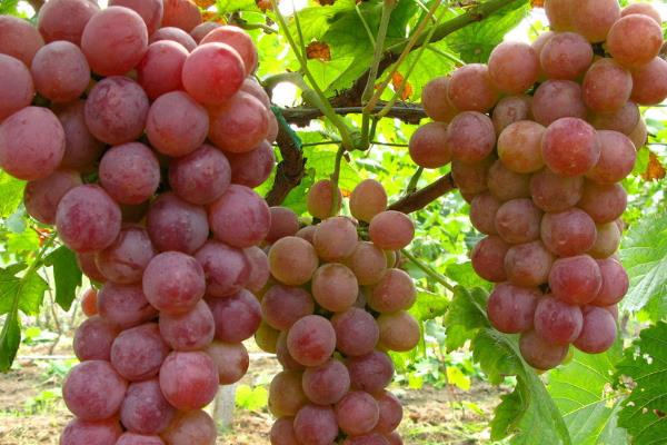 葡萄種植施肥時間和方法