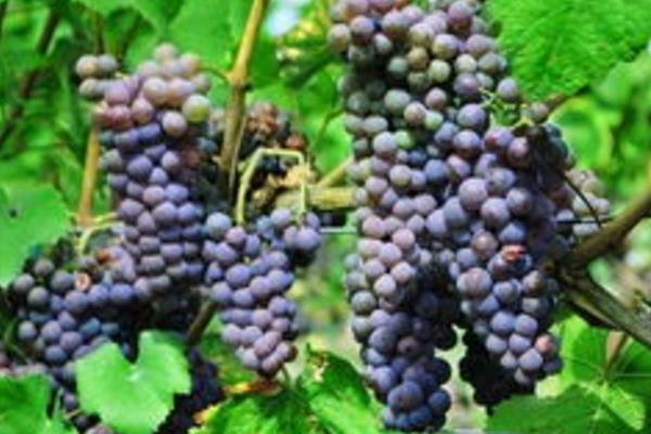 葡萄種植施肥時間和方法