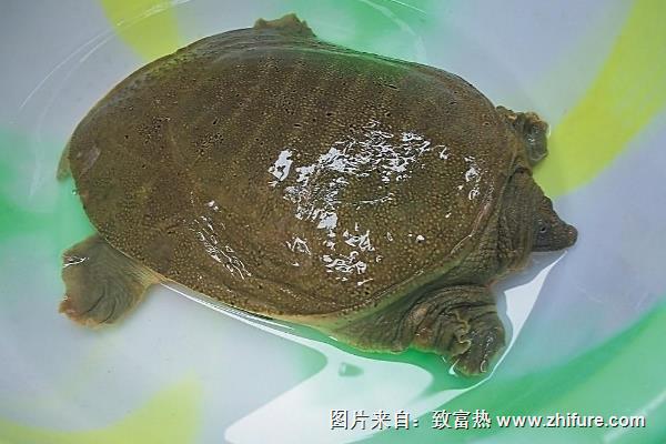 在魚塘怎樣養甲魚