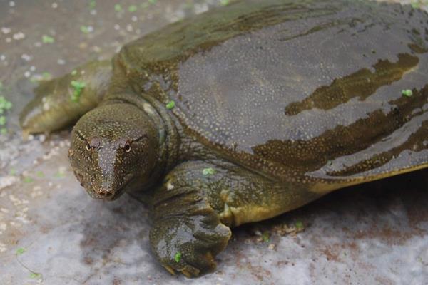 在魚塘怎樣養甲魚