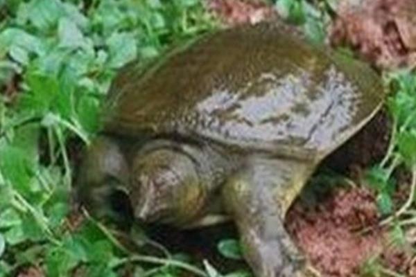 在魚塘怎樣養甲魚