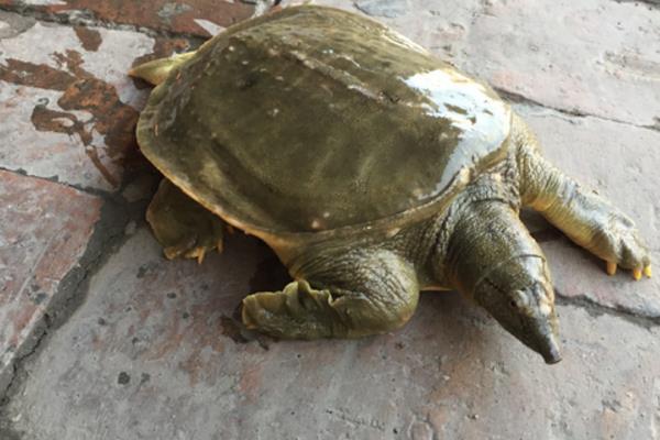 在魚塘怎樣養甲魚