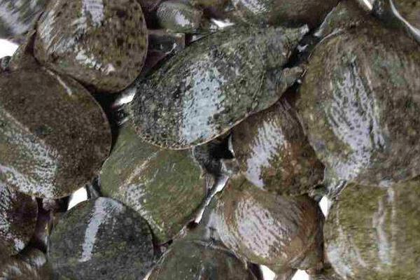 在魚塘怎樣養甲魚