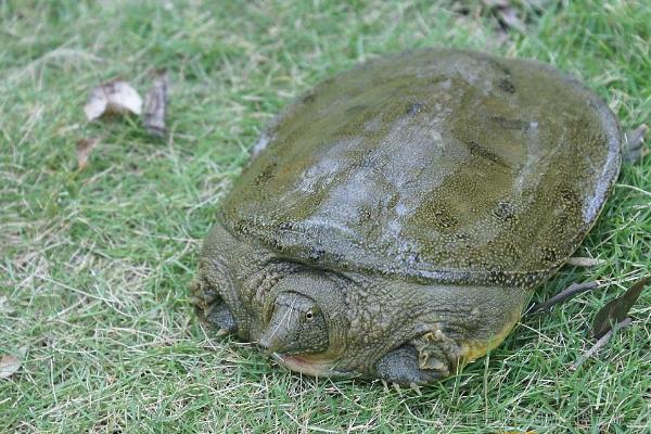 在魚塘怎樣養甲魚