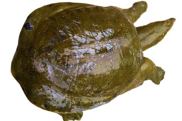 在魚塘怎樣養甲魚