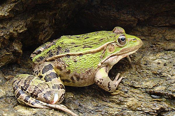 冬天如何養(yǎng)青蛙