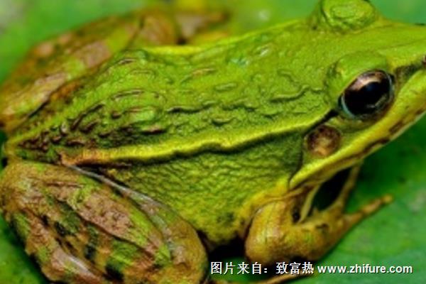 冬天如何養(yǎng)青蛙