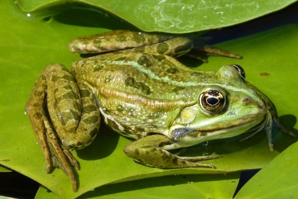 冬天如何養(yǎng)青蛙