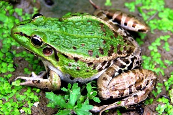 冬天如何養(yǎng)青蛙