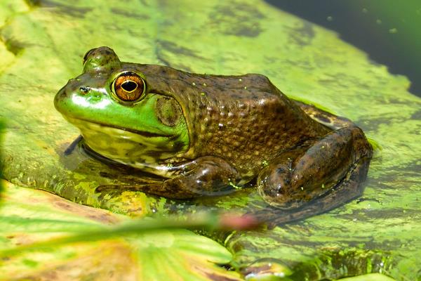 冬天如何養(yǎng)青蛙