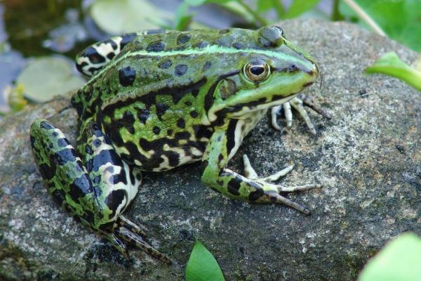 冬天如何養(yǎng)青蛙