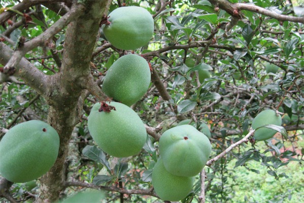 酸木瓜和木瓜的區別是什么-