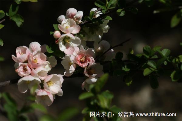 木瓜海棠什么時候落葉