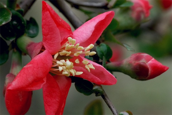 木瓜海棠什么時候落葉