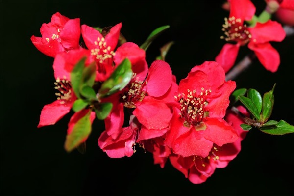 木瓜海棠什么時候落葉