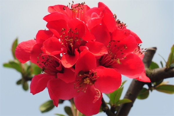 木瓜海棠什么時候落葉