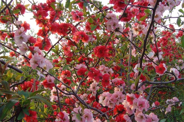 木瓜海棠什么時候落葉