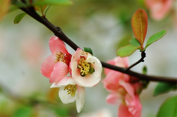 木瓜海棠什么時候落葉