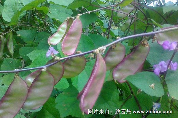 2018種扁豆賺錢嗎？扁豆種植的利潤與投資成本及前景預測