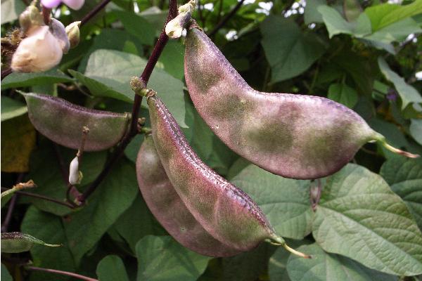 2018種扁豆賺錢嗎？扁豆種植的利潤與投資成本及前景預測