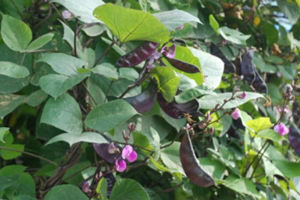 2018種扁豆賺錢嗎？扁豆種植的利潤與投資成本及前景預測