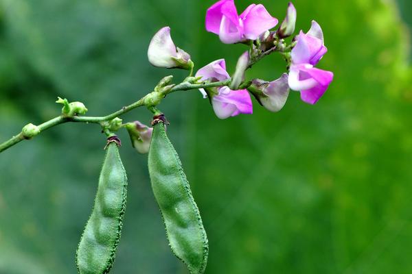 2018種扁豆賺錢嗎？扁豆種植的利潤與投資成本及前景預測