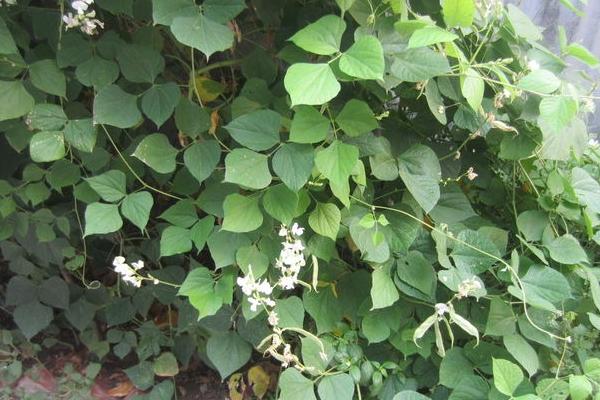 2018種扁豆賺錢嗎？扁豆種植的利潤與投資成本及前景預測