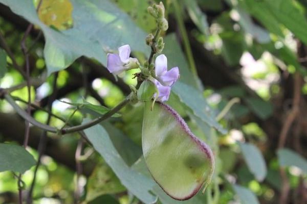 2018種扁豆賺錢嗎？扁豆種植的利潤與投資成本及前景預測