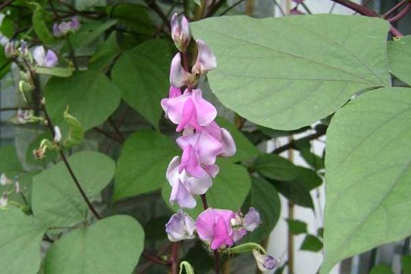 2018種扁豆賺錢嗎？扁豆種植的利潤與投資成本及前景預測