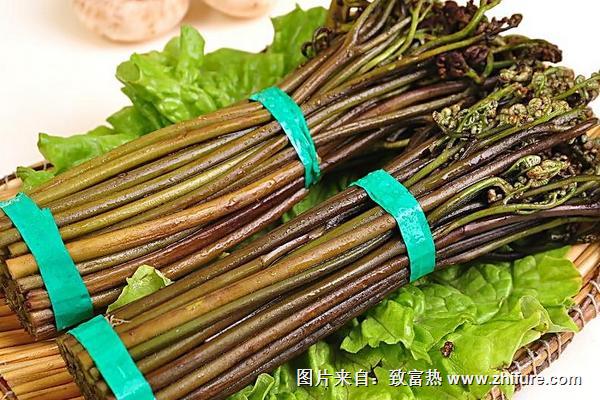 2018種蕨菜賺錢嗎？蕨菜種植的利潤與投資成本及前景預測