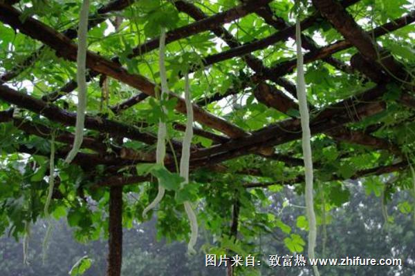 2018種蛇瓜賺錢嗎?蛇瓜種植的利潤與投資成本及前景預測