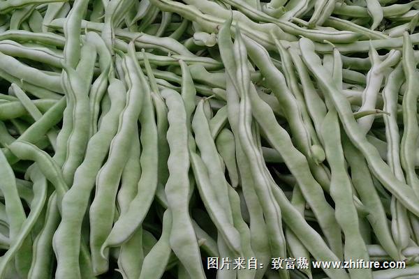 2018種蕓豆賺錢嗎？蕓豆種植的利潤與投資成本及前景預測