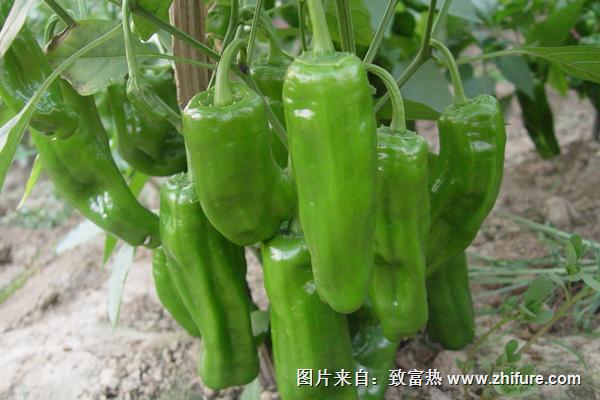 2018種青椒賺錢嗎？青椒種植的利潤與投資成本及前景預測