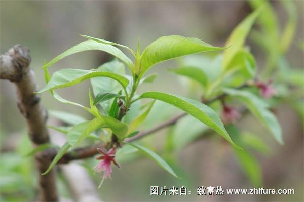 桃樹(shù)圖片大全