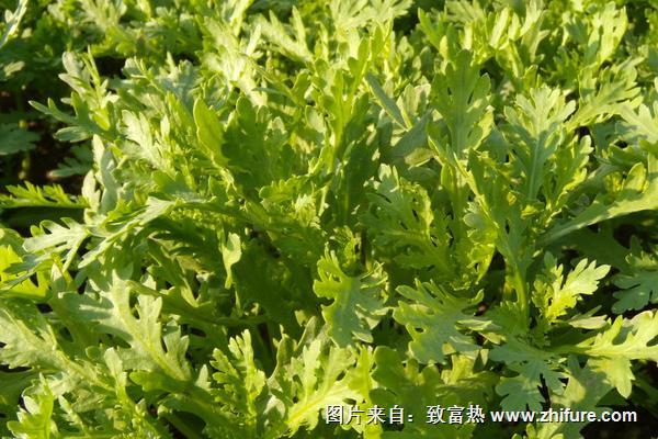 2018種茼蒿賺錢嗎？茼蒿種植的利潤與投資成本及前景預測