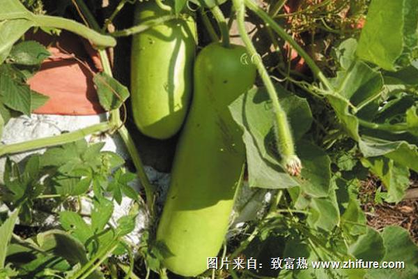 2018種瓠子賺錢嗎？瓠子種植的利潤與投資成本及前景預測