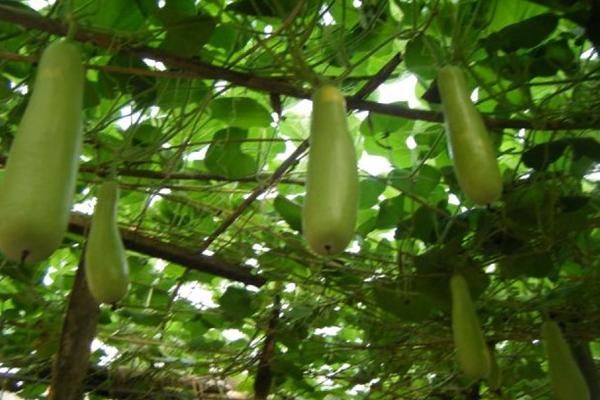 2018種瓠子賺錢嗎?瓠子種植的利潤與投資成本及前景預測