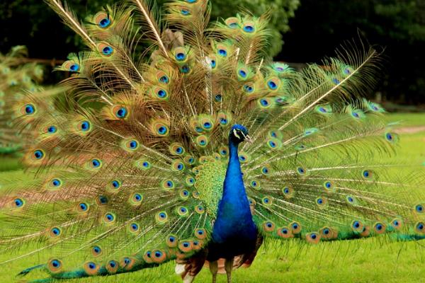 2015養(yǎng)孔雀賺錢(qián)嗎?2015孔雀養(yǎng)殖前景及市場(chǎng)價(jià)格分析