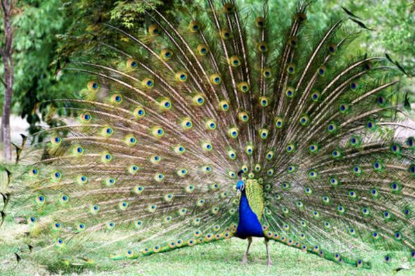2015養(yǎng)孔雀賺錢(qián)嗎?2015孔雀養(yǎng)殖前景及市場(chǎng)價(jià)格分析