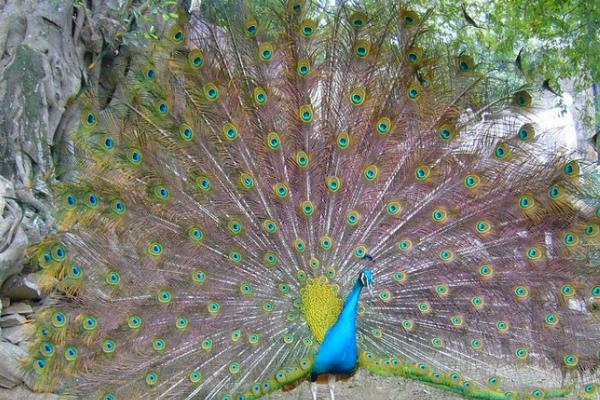 2015養(yǎng)孔雀賺錢(qián)嗎?2015孔雀養(yǎng)殖前景及市場(chǎng)價(jià)格分析