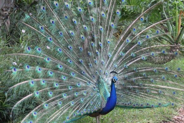 2015養(yǎng)孔雀賺錢(qián)嗎?2015孔雀養(yǎng)殖前景及市場(chǎng)價(jià)格分析