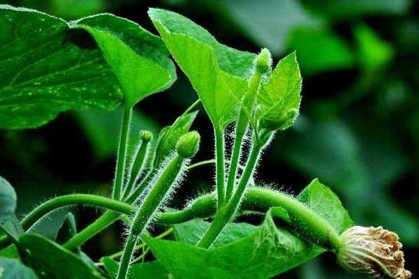 2018種瓠子賺錢嗎?瓠子種植的利潤與投資成本及前景預測