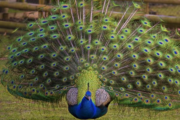 2015養(yǎng)孔雀賺錢(qián)嗎?2015孔雀養(yǎng)殖前景及市場(chǎng)價(jià)格分析