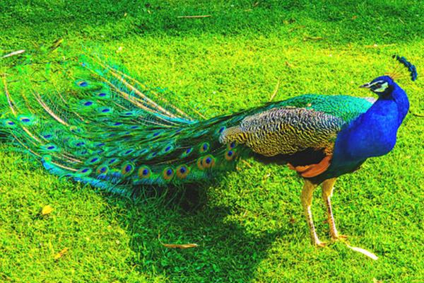 2015養(yǎng)孔雀賺錢(qián)嗎?2015孔雀養(yǎng)殖前景及市場(chǎng)價(jià)格分析