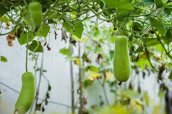 2018種瓠子賺錢嗎?瓠子種植的利潤與投資成本及前景預測