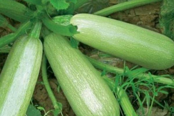 2018種瓠子賺錢嗎?瓠子種植的利潤與投資成本及前景預測