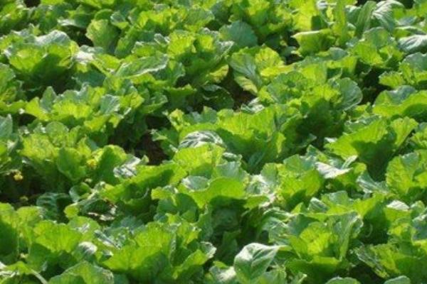 2018種瓠子賺錢嗎?瓠子種植的利潤與投資成本及前景預測